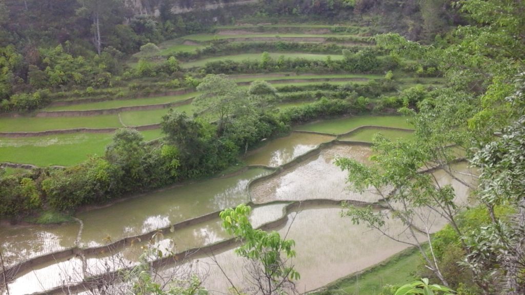 Lake Toba for Digital Nomads - Rice paddies