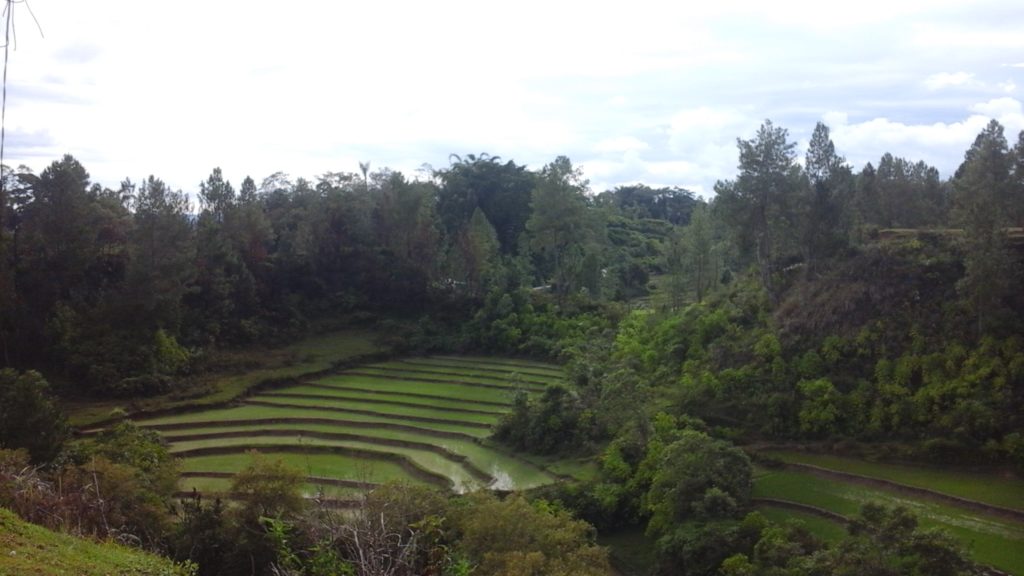 Lake Toba for Digital Nomads - Rice paddies