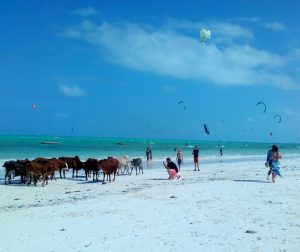 A Digital Nomad's Guide to Zanzibar - A horde of cows at the beach and kite-surfers enjoying the wind